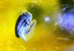 Жук. Янтарь.Mordellidae.
