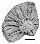 Acuticostutes acuticostatus