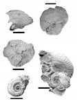 Paralingulaticeras (Rogoviceras) efimovi)