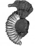 Peltoceras sp. [m]