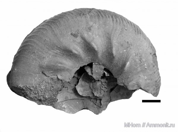 аммониты, Kachpurites, волжский ярус, Kachpurites subfulgens, Ammonites, Volgian