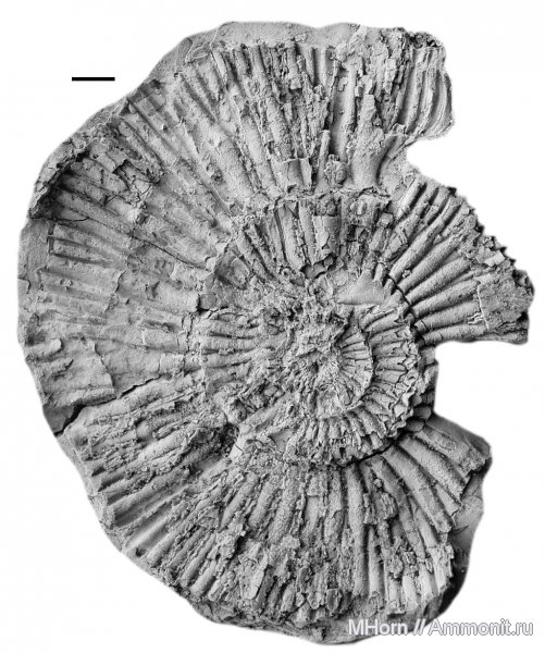 аммониты, кимеридж, Городищи, Ammonites, Sarmatisphinctes, Sarmatisphinctes ilovaiskii, Kimmeridgian, Upper Jurassic