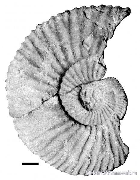 волжский ярус, Taimyrosphinctes, Dorsoplanitidae, Volgian