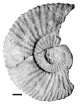 Taimyrosphinctes (?) samarensis (Leman) Taimyrosphinctes (?) samarensis (Leman)