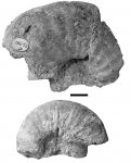 Volgidiscus lamplughi (Spath, 1936)
