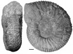 Epivirgatites lahuseni (Nikitin, 1880) (лектотип) Epivirgatites lahuseni (Nikitin, 1880) (лектотип)