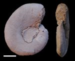 Garniericeras interjectum (Nikitin, 1884)