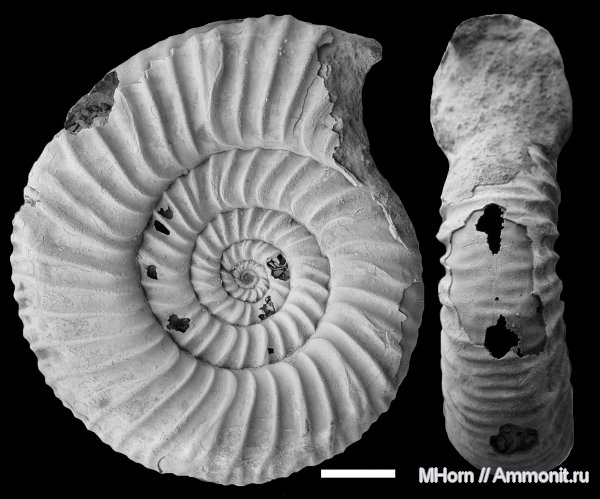 нижний оксфорд, Perisphinctes, Properisphinctes, Properisphinctes orbignyi, Lower Oxfordian