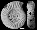 Perisphinctes cf. orbignyi Tarkowski, 2002