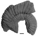 Epivirgatites bipliciformis (Nikitin, 1880)