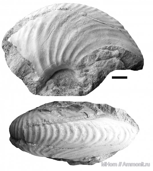 Михайлов, верхний келловей, устье, Longoceras, Cardioceratidae