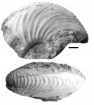 Longoceras sp.