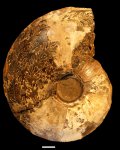 Cardioceras tolli Pavlow, 1914