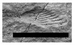 Lamellaptychus sp.