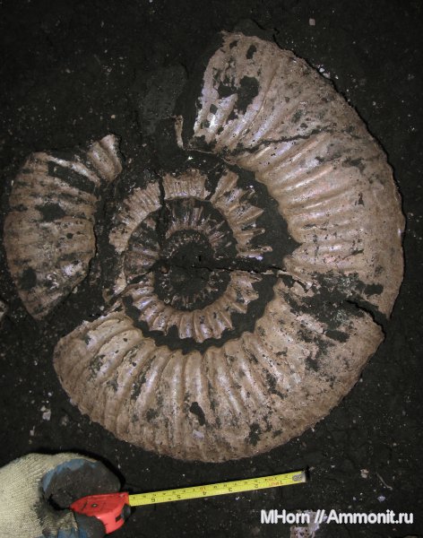 Москва, волжский ярус, Lomonossovella, зона Virgatites virgatus, Volgian