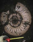 Lomonossovella sp.