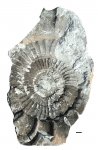 Crussoliceras cf. atavum (Schneid) [M]
