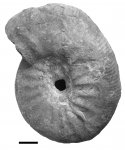 Subcraspedites sowerbyi Spath, 1952