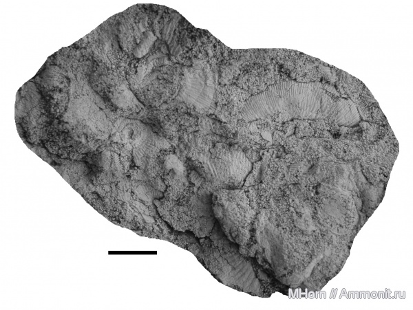 Kachpurites, волжский ярус, Мневники, зона Epivirgatites nikitini, Volgian, Kachpurites praefulgens