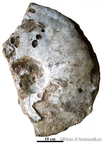 Aulacostephanus, Липицы, Aulacostephanus yo, верхний кимеридж, Aulacostephanidae