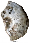 Aulacostephanus yo (d'Orbygny)