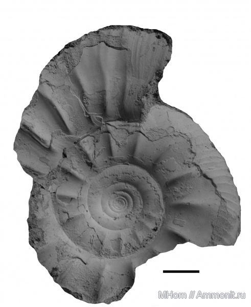 Kachpurites, волжский ярус, р. Черемуха, Kachpurites cheremkhensis, Volgian