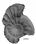 Kachpurites cheremkhensis