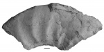 Laugeites sp.