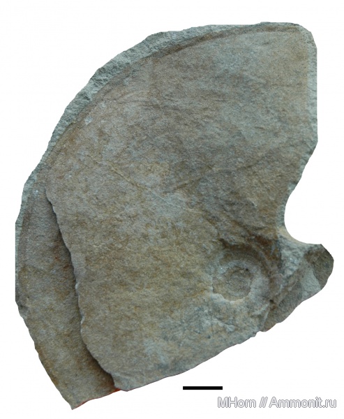 Garniericeras, Garniericeras catenulatum, Кашпир, верхневолжский подъярус