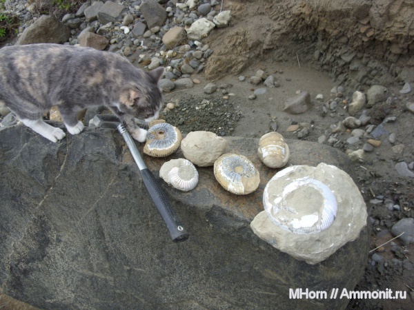 аммониты, рязанский ярус, Ammonites, кот, р. Боярка, Хатангская впадина