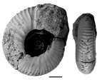 Craspedites subditoides (Nikitin, 1881)