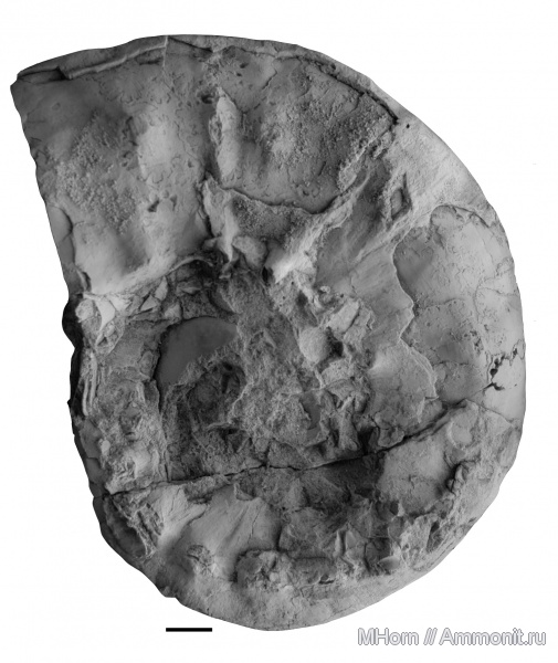 кимеридж, Aspidoceras, Aspidoceratidae, Aspidoceratinae, Aspidoceras karpinskii, Kimmeridgian, Upper Jurassic