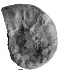 Aspidoceras karpinskii Pavlow, 1886