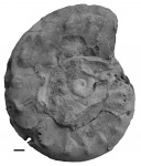 Микроконх и макроконх (Aspidoceras cf. karpinskii и Sutneria eumela)