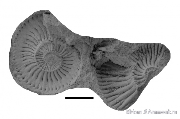 кимеридж, Cardioceratidae, Липицы, Prorasenia, Aulacostephanidae, Plasmatites, Plasmatites gerassimovi, Kimmeridgian, Upper Jurassic