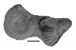 Plasmatites gerassimovi и Prorasenia sp.