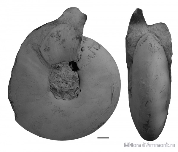 волжский ярус, Craspedites, Craspedites okensis, Volgian