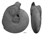 Craspedites okensis (d'Orb.)