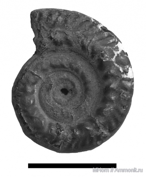 Brightia, верхний келловей, Brightia saratoviensis, голотип, Разбойщина, holotype
