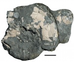 Aspidoceras cf. acanthicum и Sutneria cyclodorsata (а также Lamellaptychus)