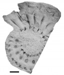 Hoplocardioceras decipiens