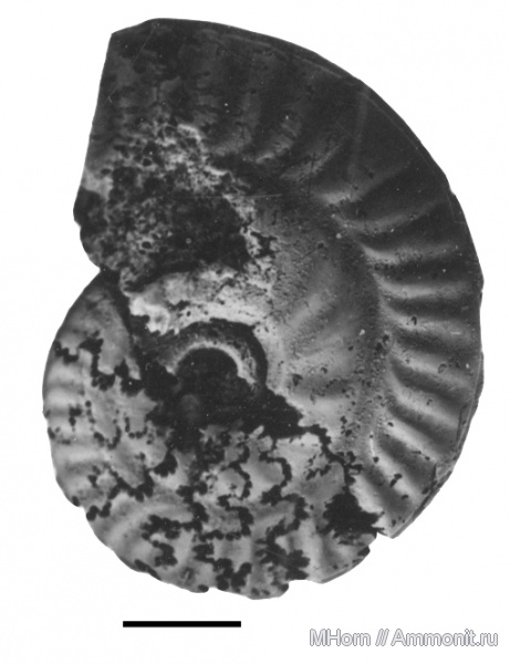 оксфорд, Oppeliidae, Ochetoceras, Ochetoceras hispidum, Стойленский ГОК, Oxfordian