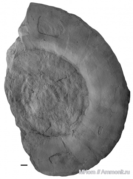 Dorsoplanites, Шпицберген, аптихи, Dorsoplanitidae, Praestriaptychus, Aptychi