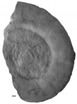 Praestriaptychus в жилой камере Dorsoplanites