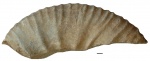Dorsoplanites sp.nov.
