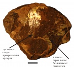 Garniericeras catenulatum с отпечатками мускулов