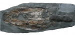 Loligosepia bucklandi