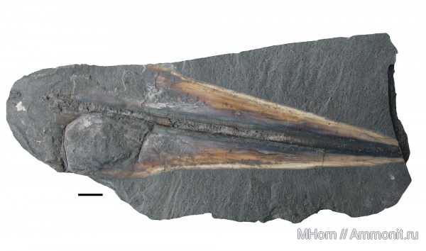 кальмары, тоар, нижняя юра, Coleoidea, Teudopsis, Toarcian, Lower Jurassic