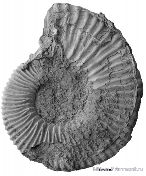Михайлов, Peltoceratoides, Peltoceratinae, Peltoceratoides williamsoni