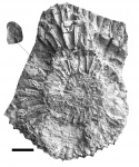 Sarmatisphinctes subborealis c Praestriaptychus в жилой камере